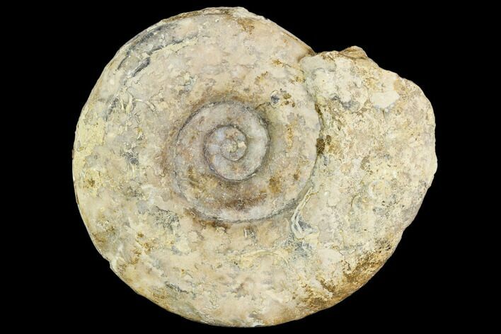 Fossil Ammonite (Hildoceras)- England #110812